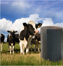 Dairy Supr Bloc Promo Image 3